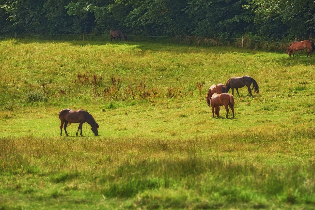 Stray horses a 'major problem' in Limerick - TD