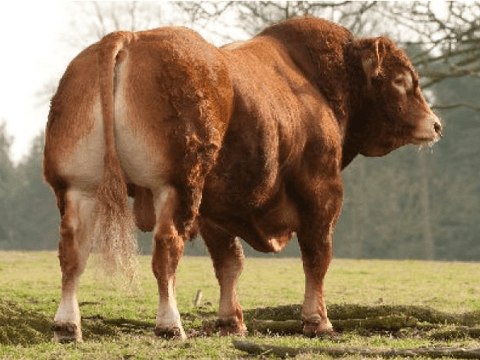 Cattle breeding: Why did that bull's figures fall?
