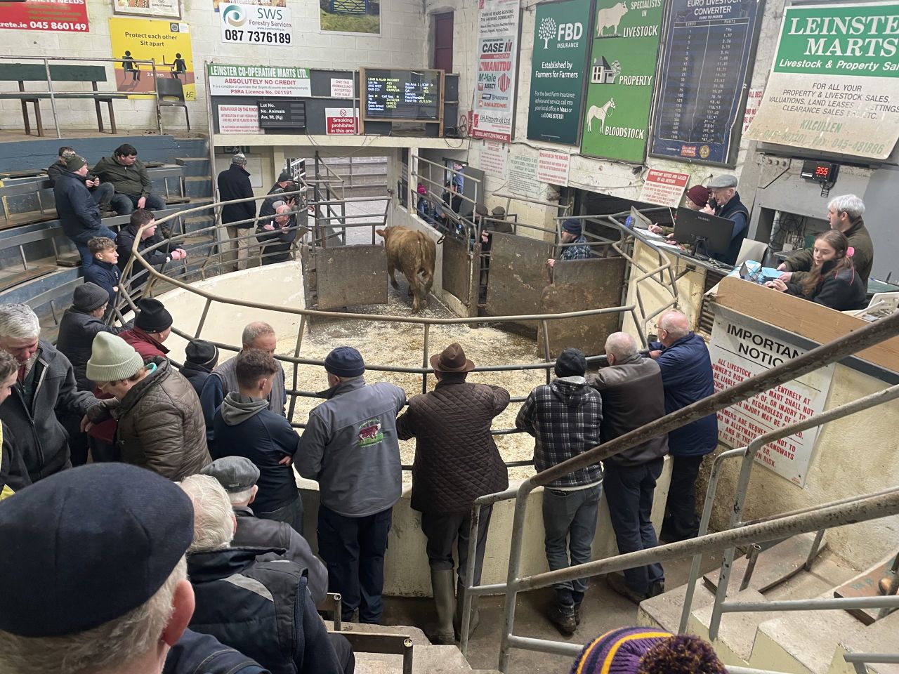 Gallery: Sample store cattle prices from Kilcullen Mart