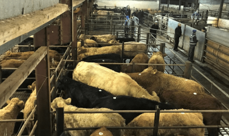 Mart trade: Slight increase in price for forward store cattle