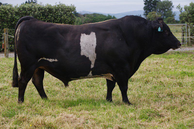 Video: New Zealand's 'best' dairy bulls are heading to Ireland