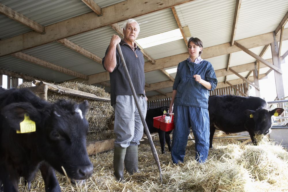'Significant gender pay gap' uncovered in Irish veterinary retention study