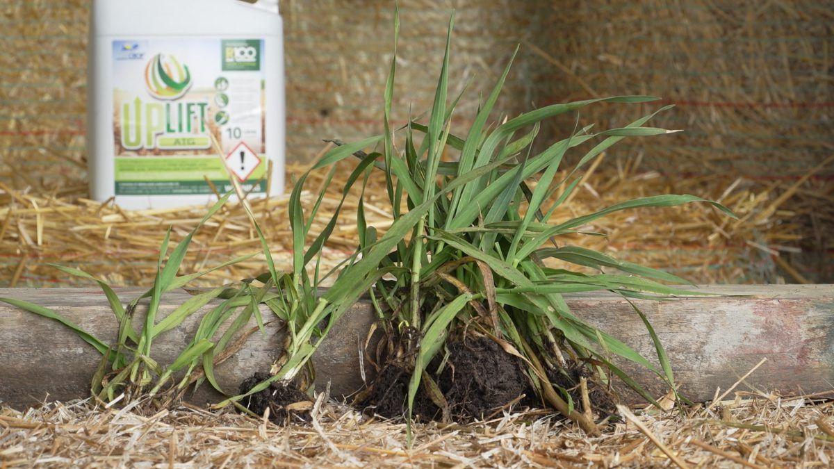 Maximising crop yield and profitability: Growing a plant 'fit for purpose'