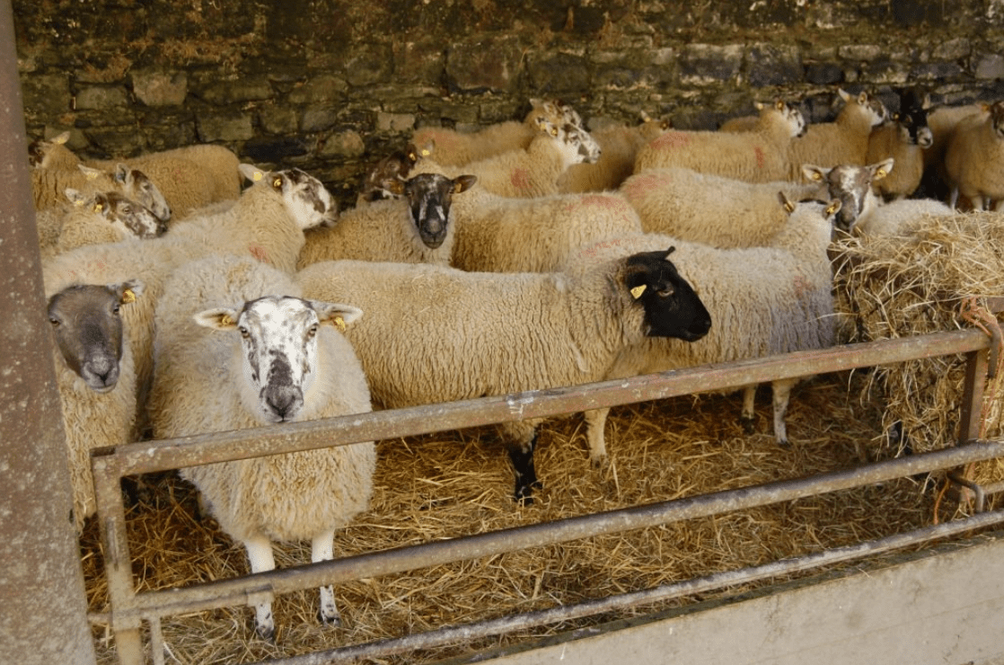 Reminder: Time to count your sheep for the 2018 census
