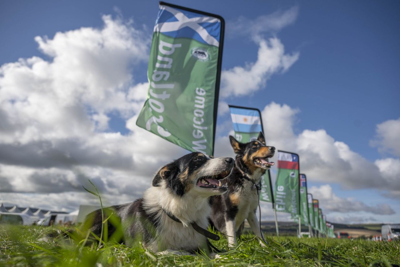 World's best sheepdogs take to the field in Scotland for 2026 trials