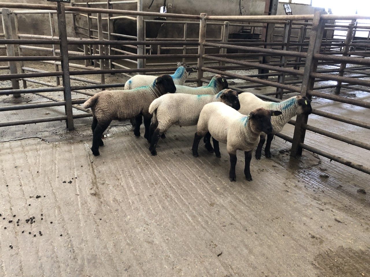 Sheep trade: Spring lamb prices kick on, while hogget prices ease