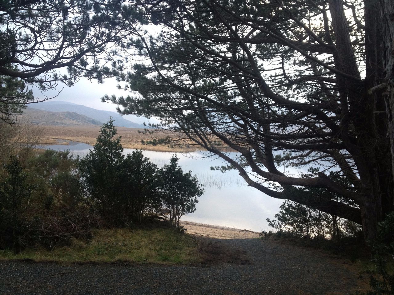 Native Scots Pine 'return' to Glenveagh National Park