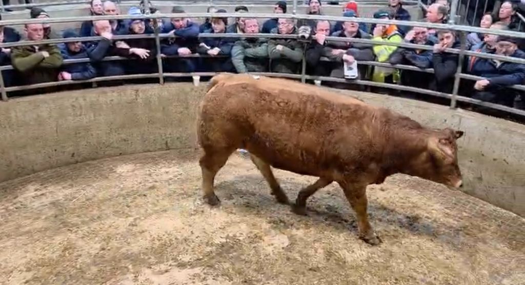 The best butcher-type heifer was owned by R. and R. Warren. The 718kg Limousin heifer sold for €3,800 or €5.29/kg. Source: Carnew Mart