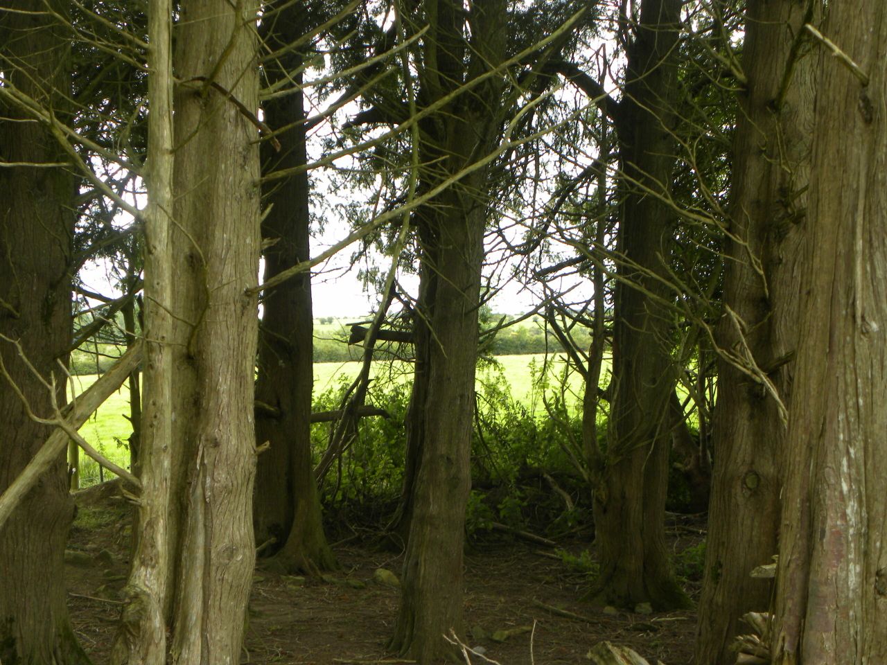 Planting forestry? Know how close you can plant to your neighbour