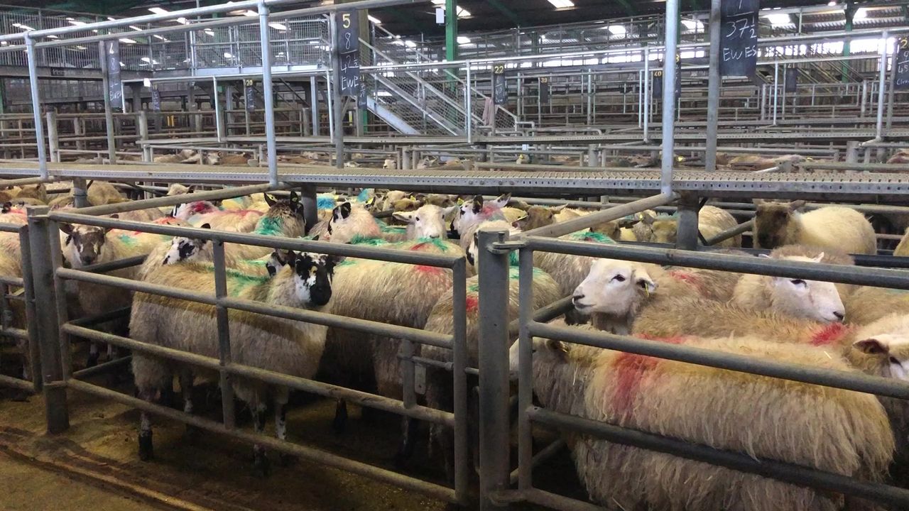 Flying start to the week, as hogget prices reach €167-175/head