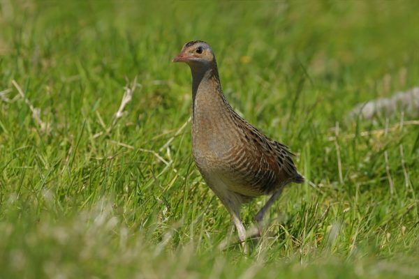 ‘Donegal is the national stronghold for corncrake’