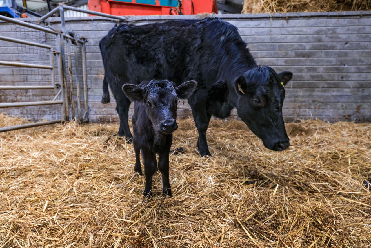 Killarney National Park celebrates its first Kerry calf of year