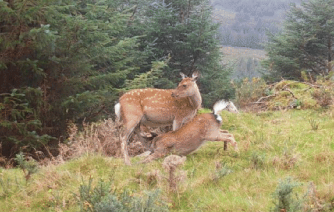 Report shows 'continued dominance' of sika deer in Wicklow