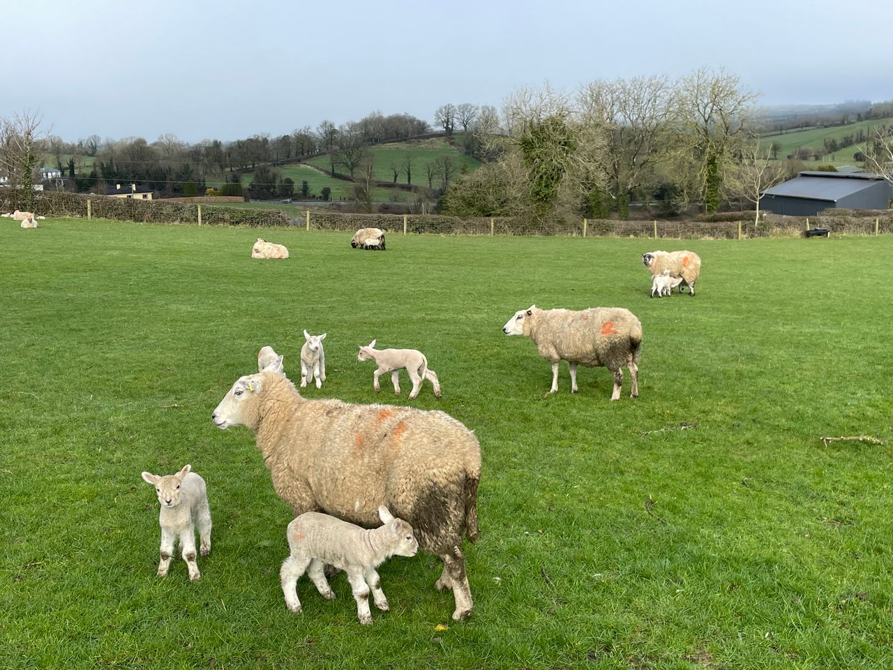 Post-lambing challenges worsened by adverse weather conditions