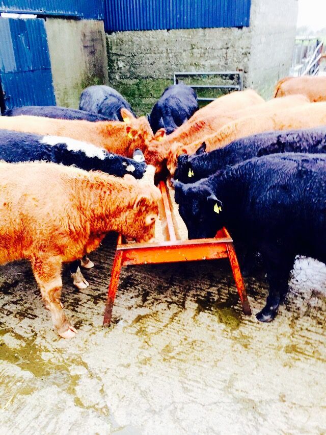 Cattle trade: Demand best for in-spec cattle