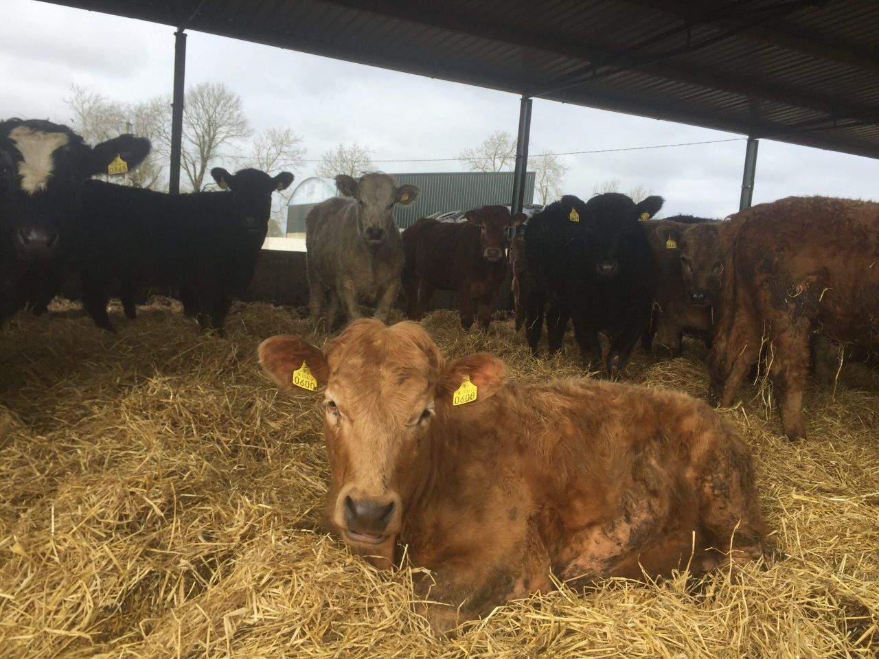 10 steps to make before switching to organic beef production