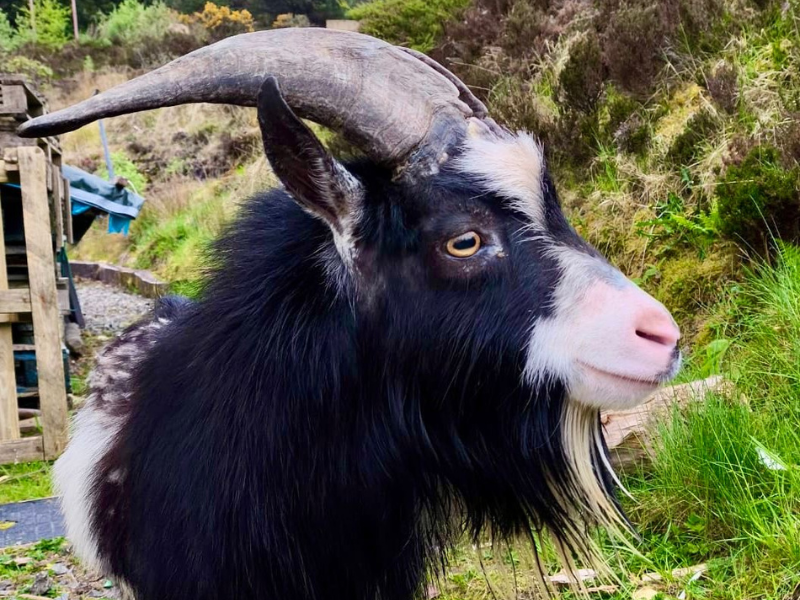 No kidding appeal for lost goat to be reunited with owners