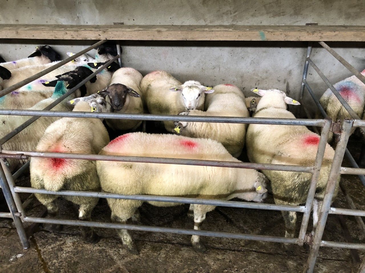 Sheep trade: Lamb prices see an increase of 10-20c/kg