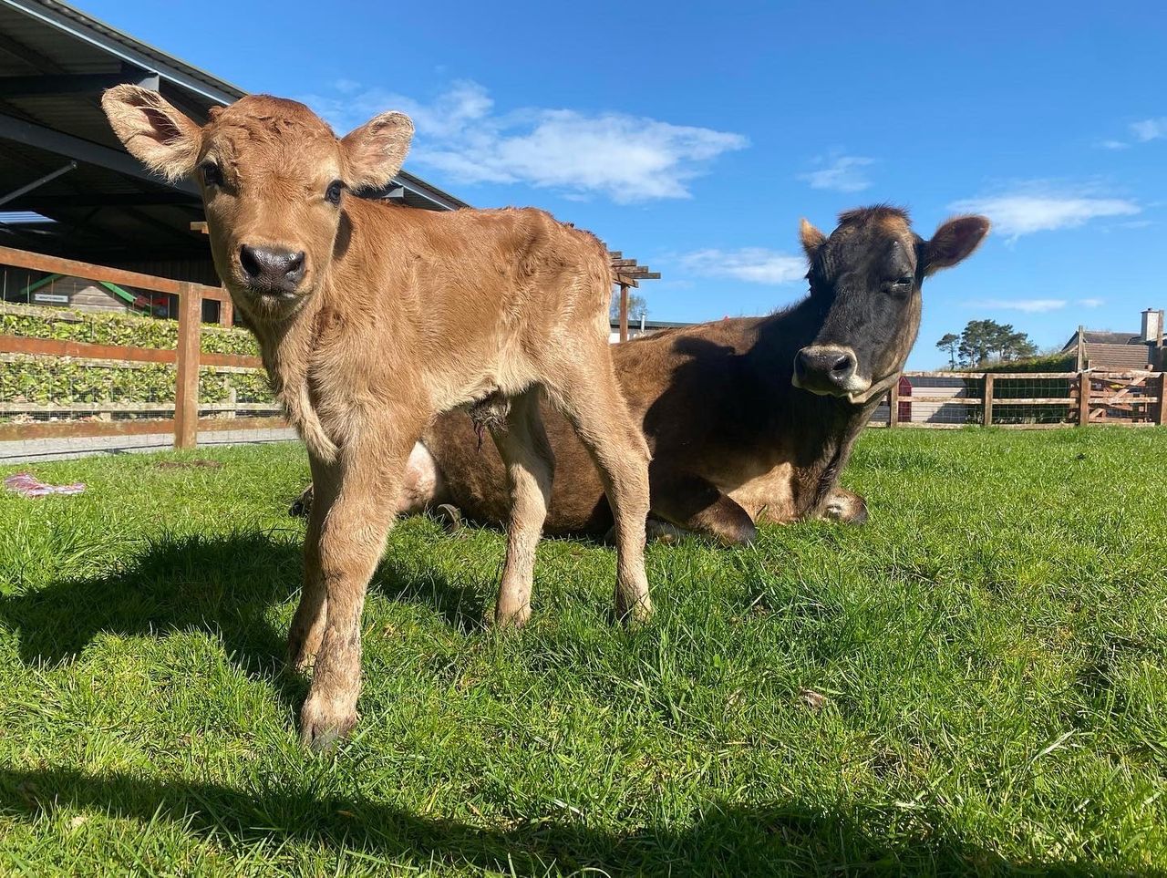 What's next for Mollie Moo's pet farm in Westmeath?