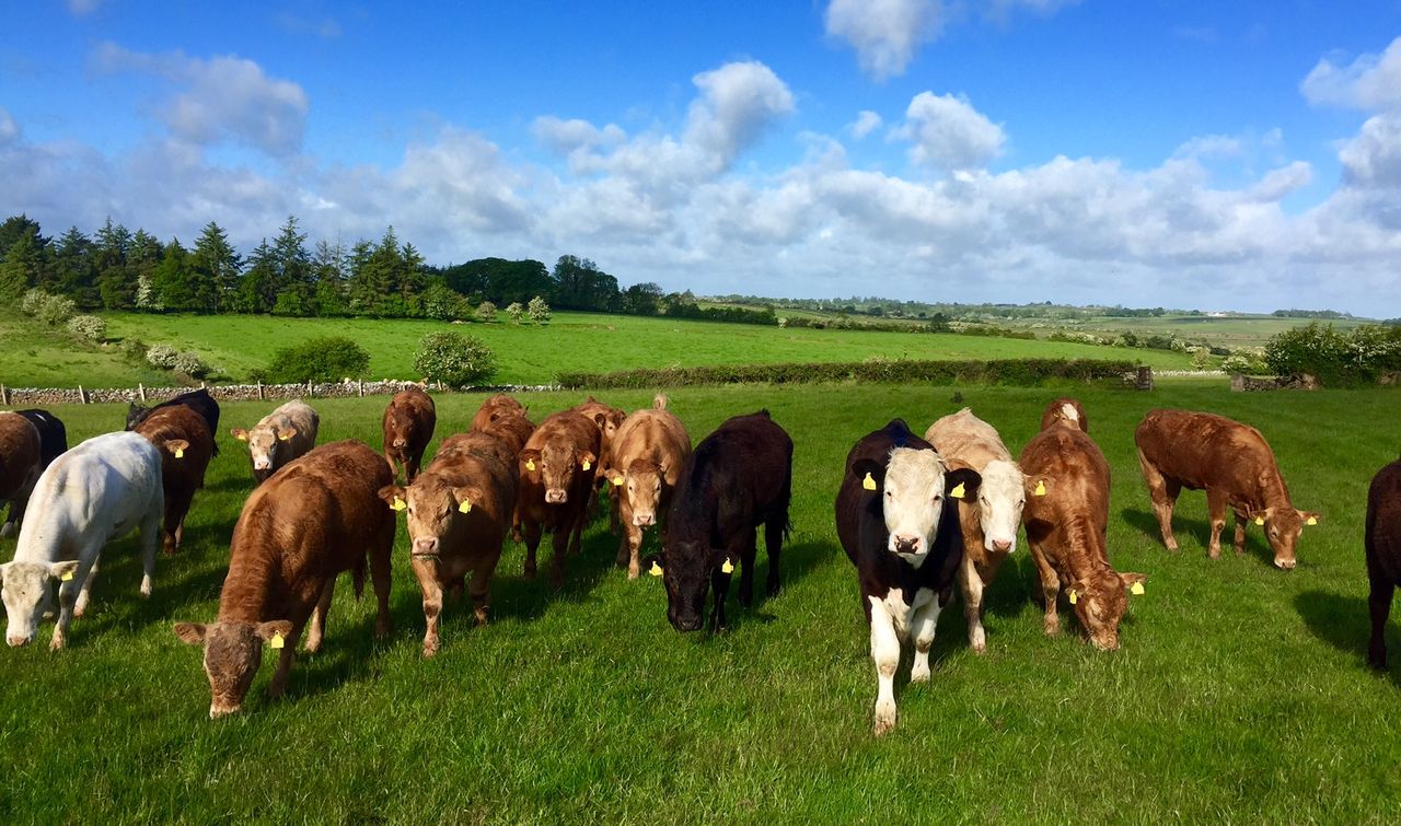 Lamb and beef price gap narrows - just 10c between the two