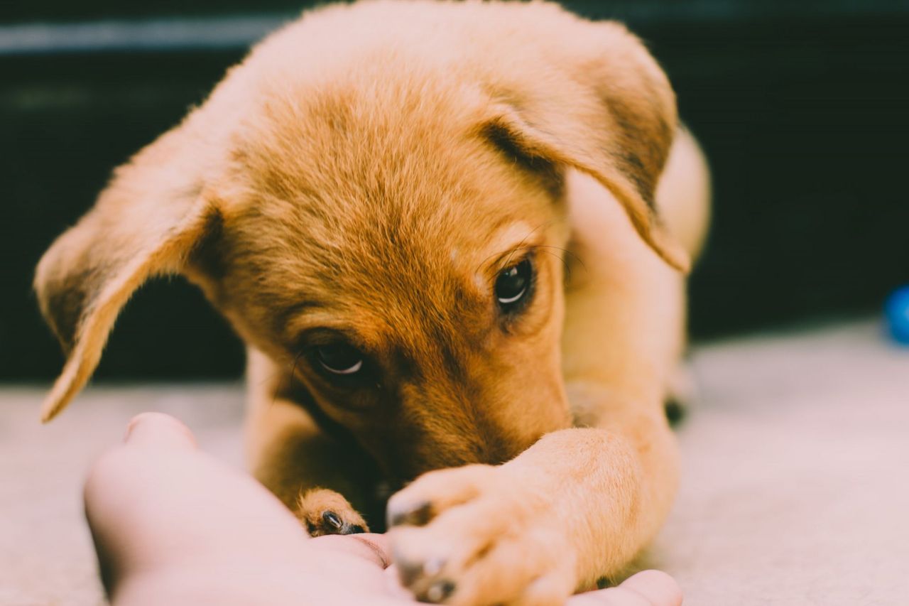 Minister must 'close puppy smuggling loophole' - Boylan