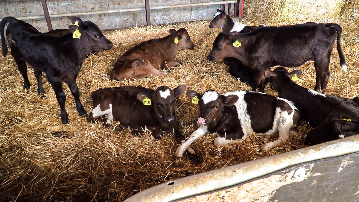 Calf registrations approach one million mark