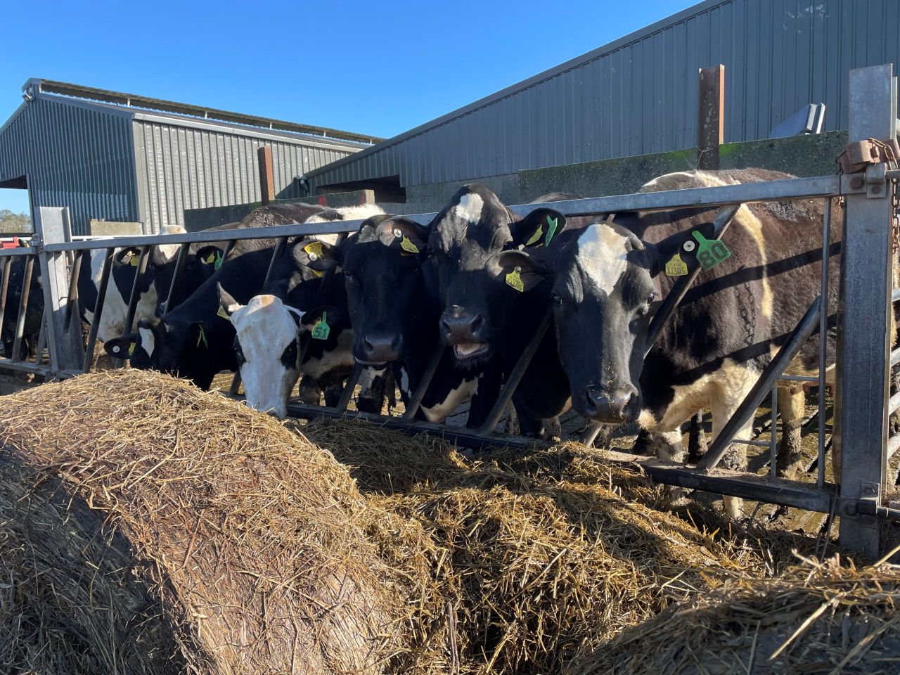 Autumn calving: Improving colostrum quality