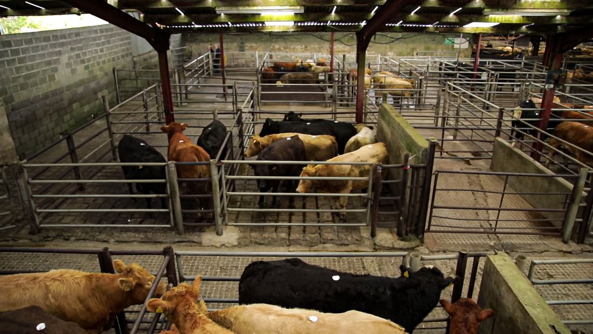 ICOS: Farmers should check in advance if a mart 'is open'