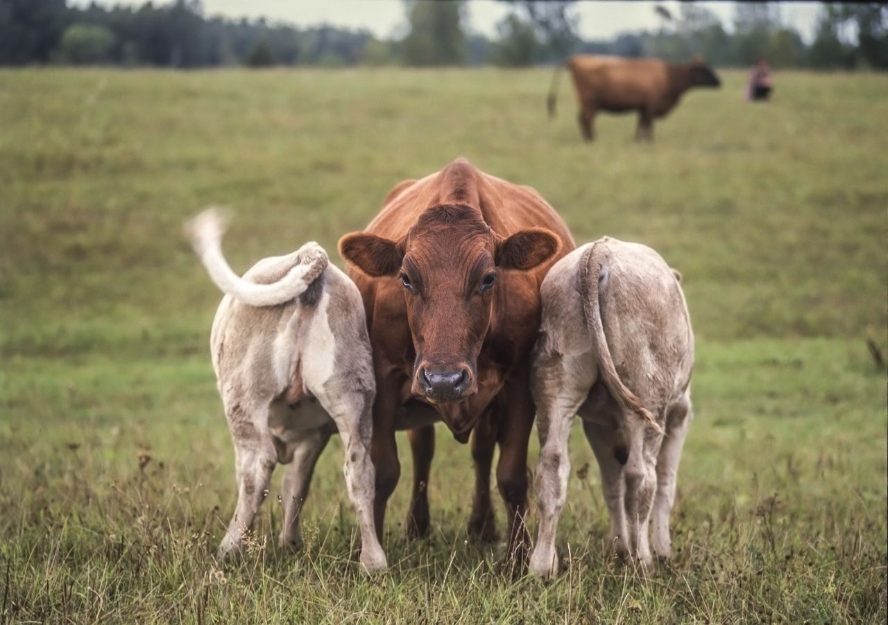 AgriSearch to seek enhanced funding levels