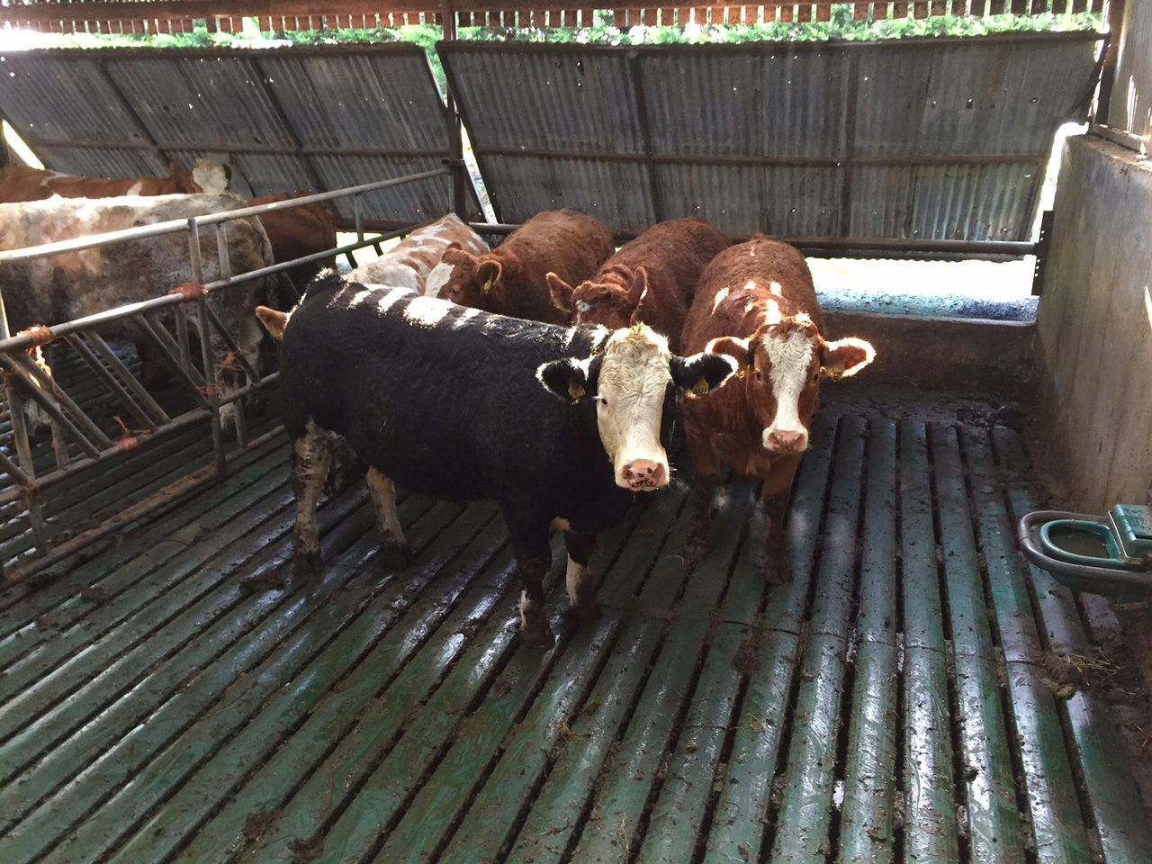 'Ammonia recommendations highlight need to work together'