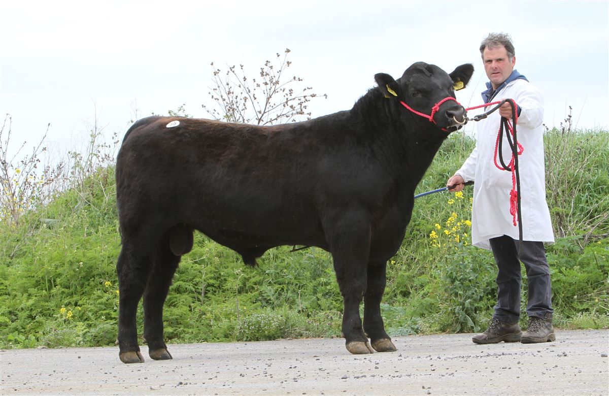 Angus bulls average €3,600 at association's Thurles sale