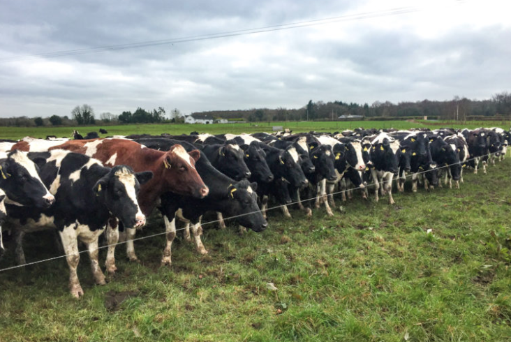 Breeding season: Pre-mating management tips