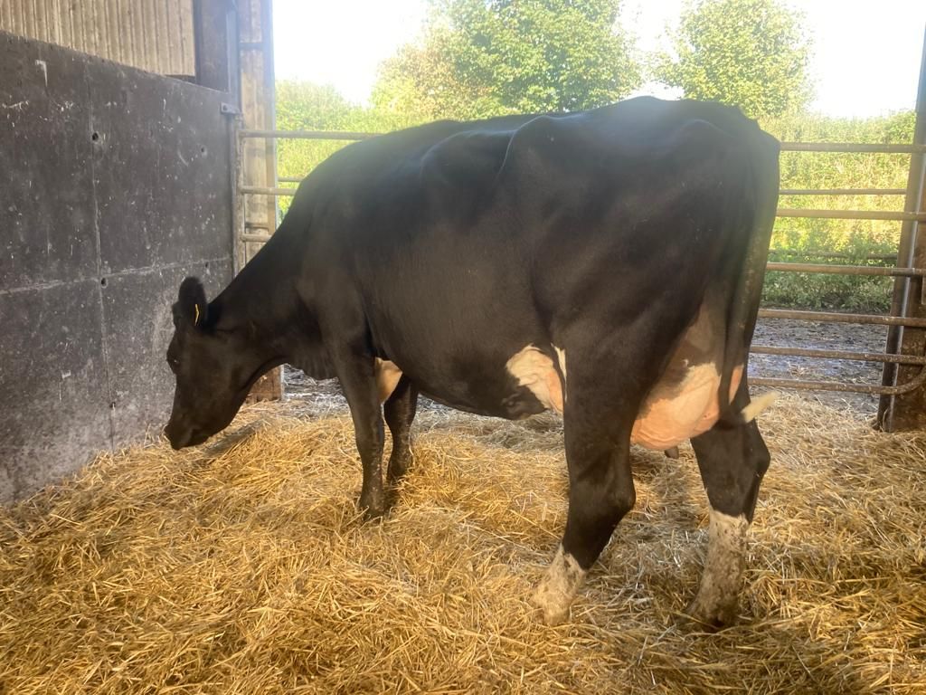 Knockreigh herd dispersal sale achieves top price of €2,120