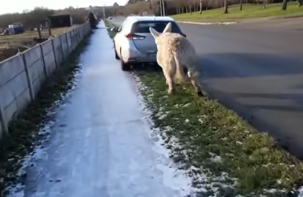 Gardaí investigate video showing donkey tied to moving car