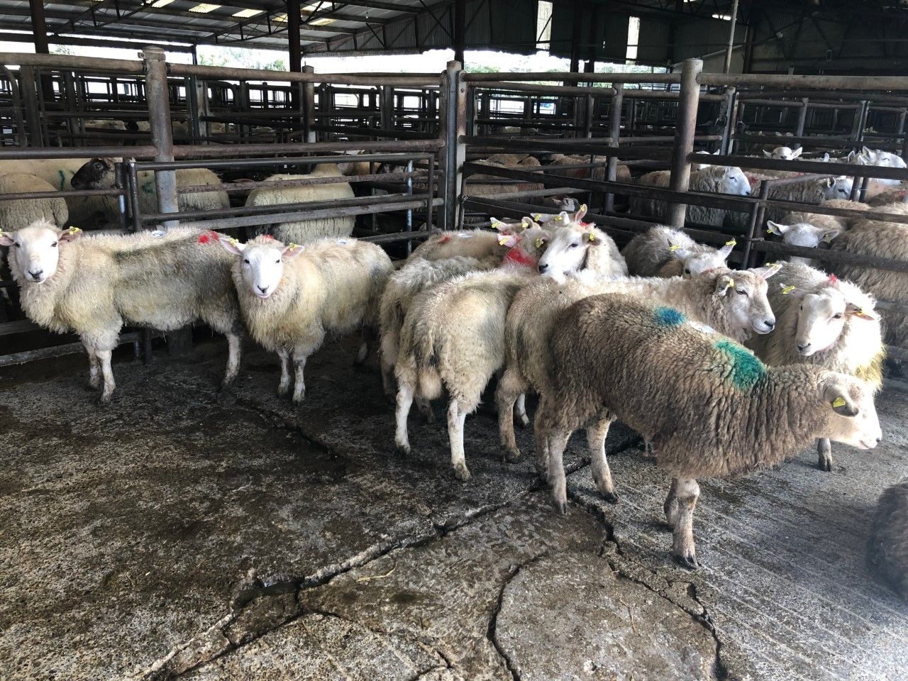 Sheep marts: 'Prices for ewes with lambs at foot back €10-20/head'