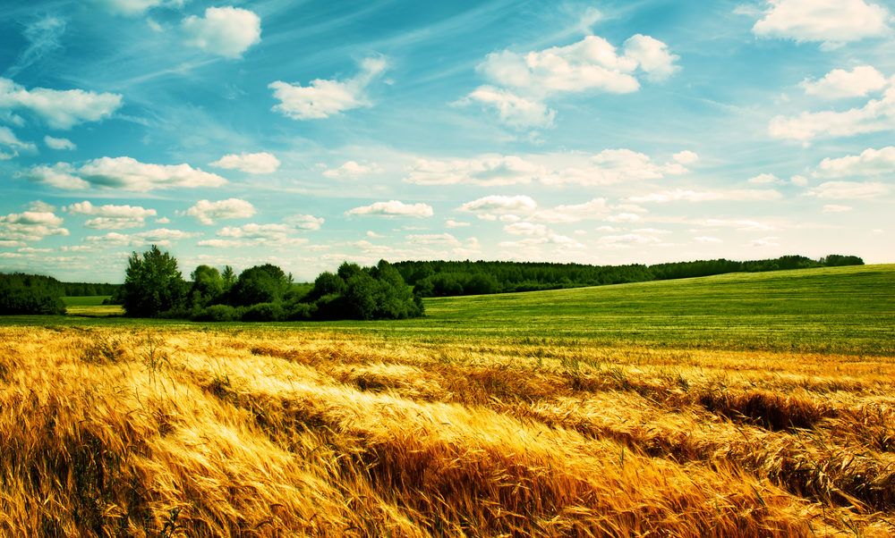 Impact of plant protection restrictions on Irish tillage raised in EU