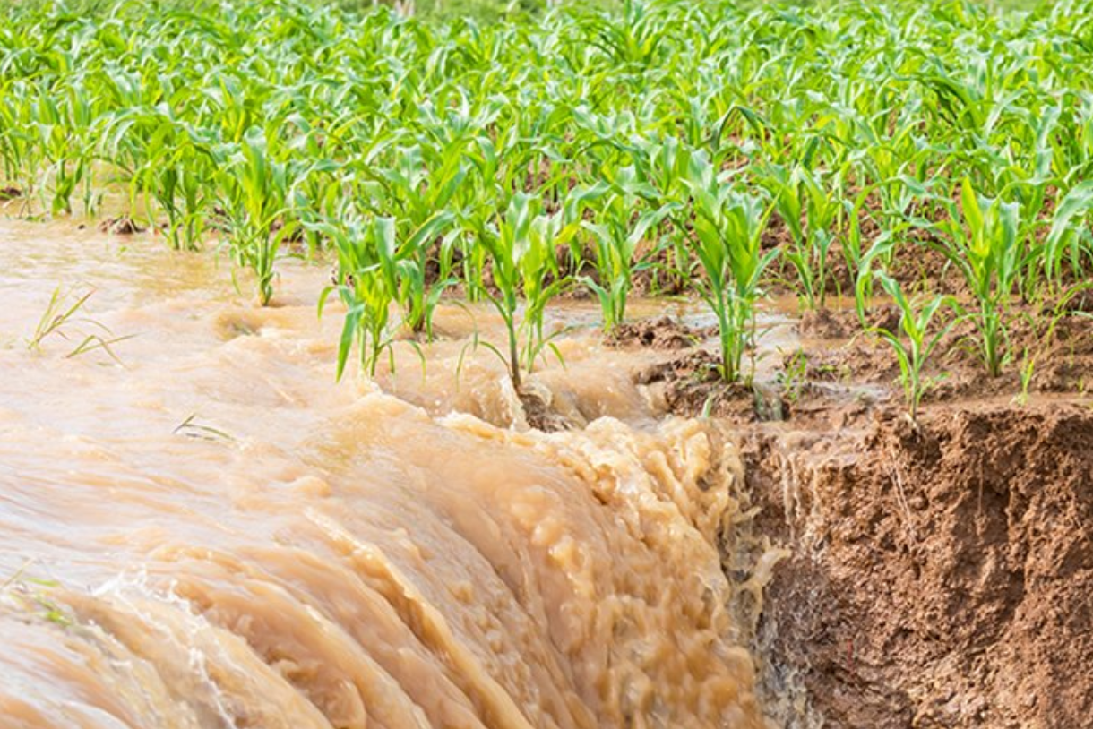 €1bn EU support for farmers affected by 'natural disaster' in Italy