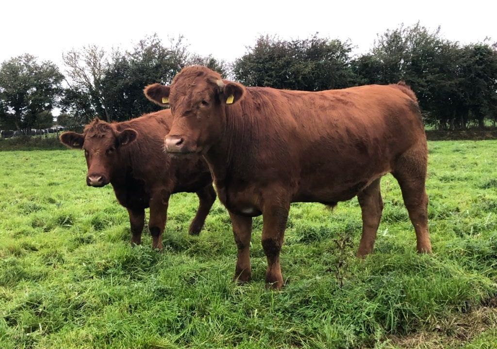 Cattle procurement team changes at Liffey Meats
