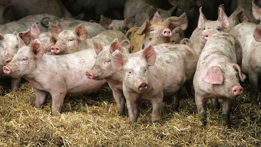 UCD professor researches effects of adding seaweed to pigs' diet
