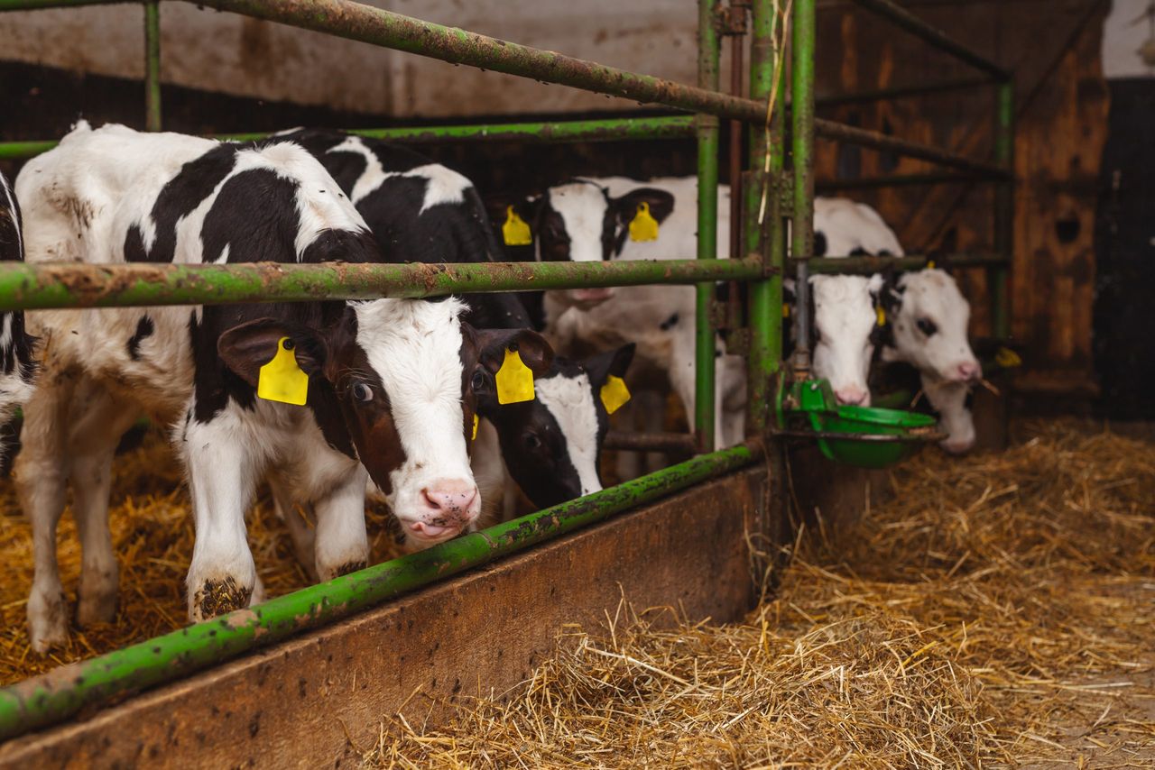 Calf registrations running 21,000 head above 2025 figures