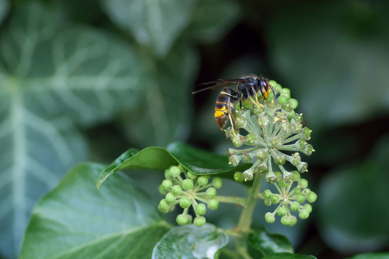 NPWS confirms first discovery of Asian hornet in Ireland