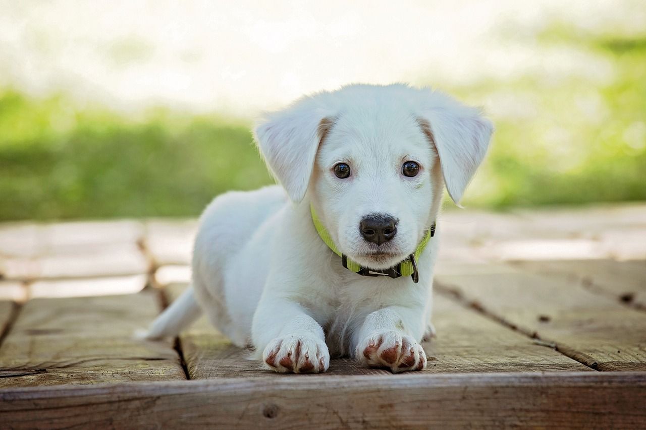 Veterinary Ireland offers 'safe' advice for pet owners this Christmas