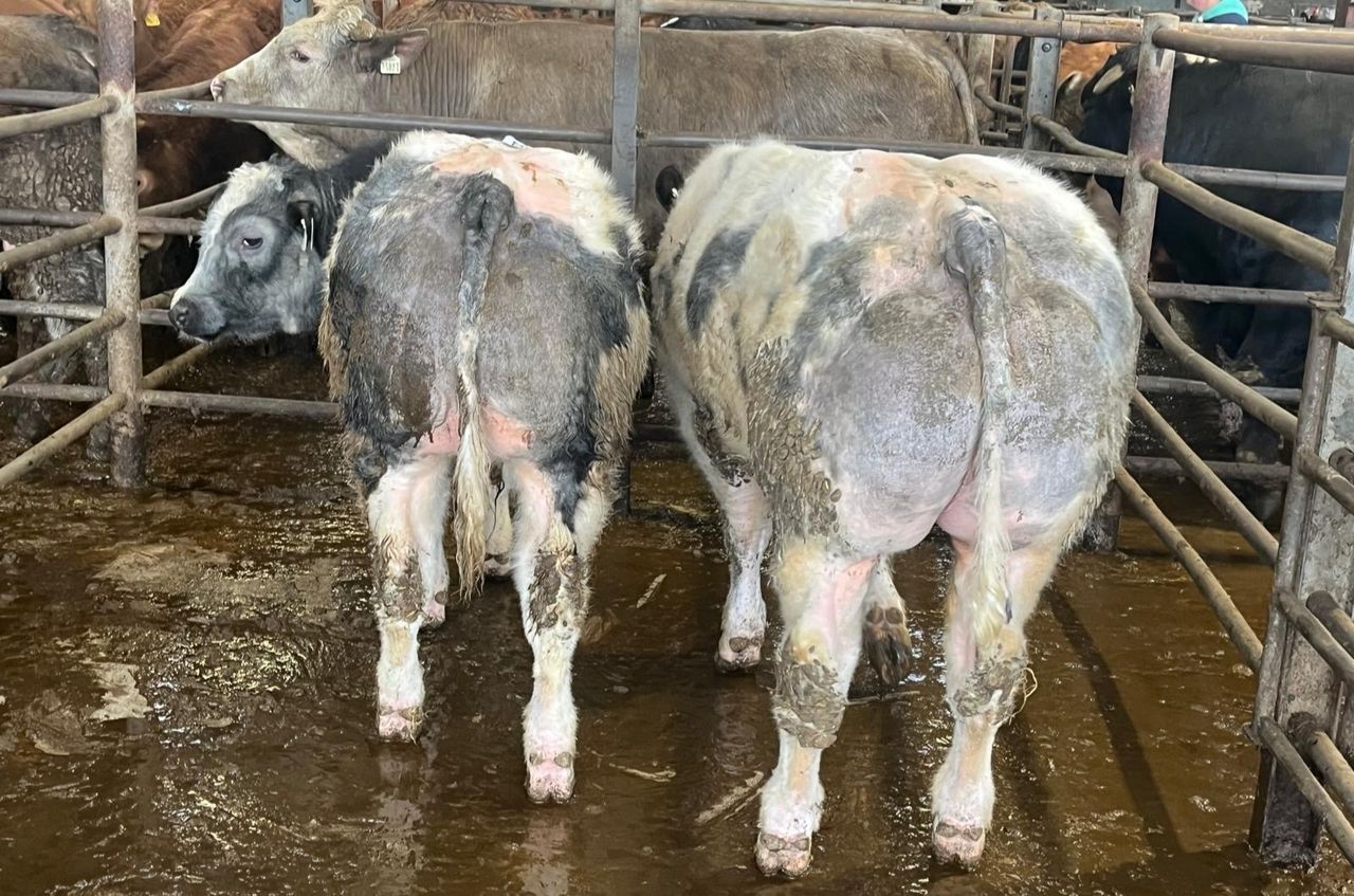 'Beef is the new dairy' as €7.41/kg paid for weanling bulls