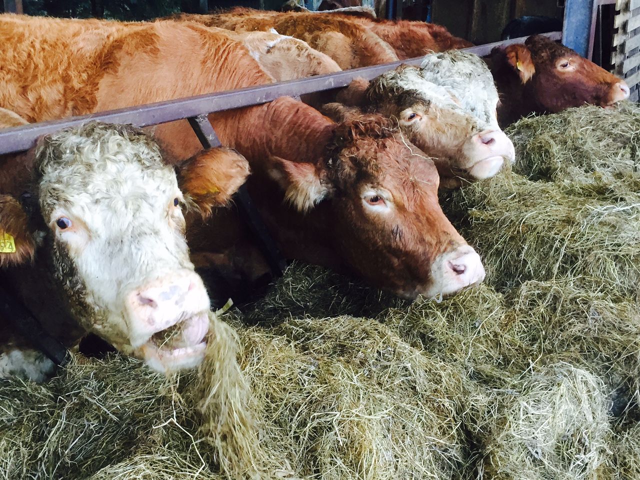 Are your suckler cows on target for next spring?
