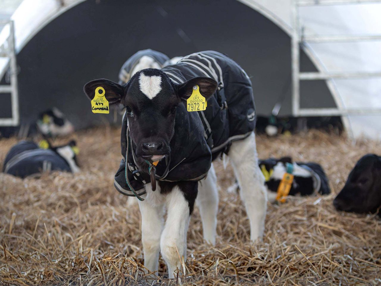 Prevent calf pneumonia now to boost long-term performance