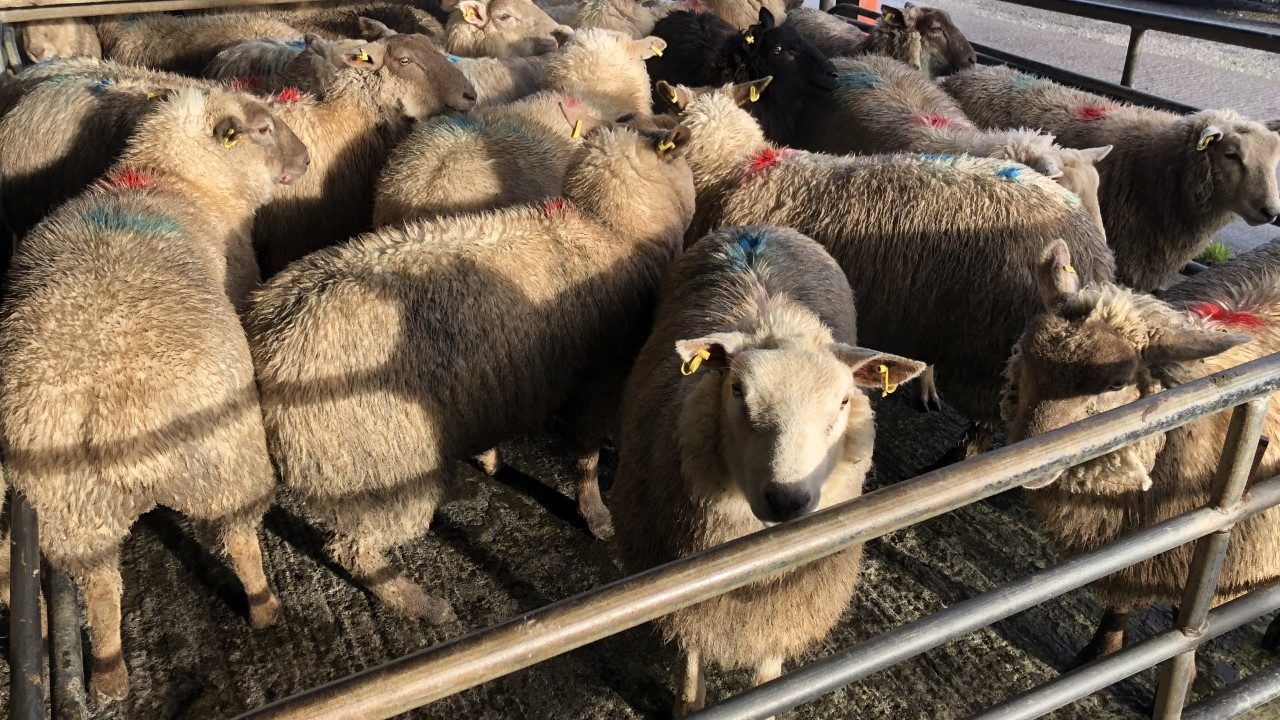 Sheep kill: Weekly supply edges up by over 2,000 head