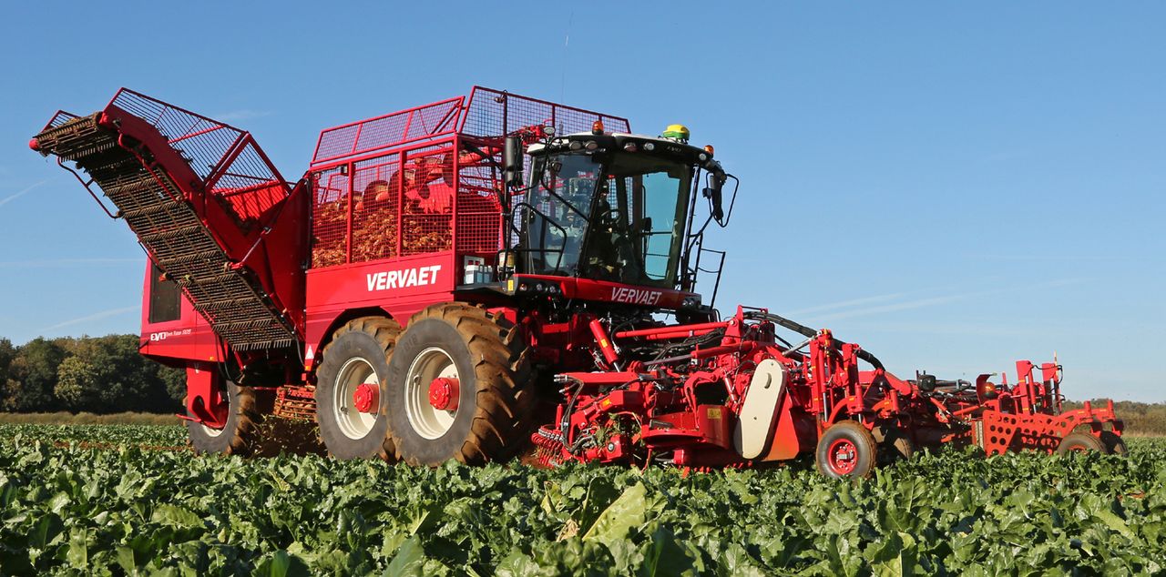 Beet varieties: What's out there?
