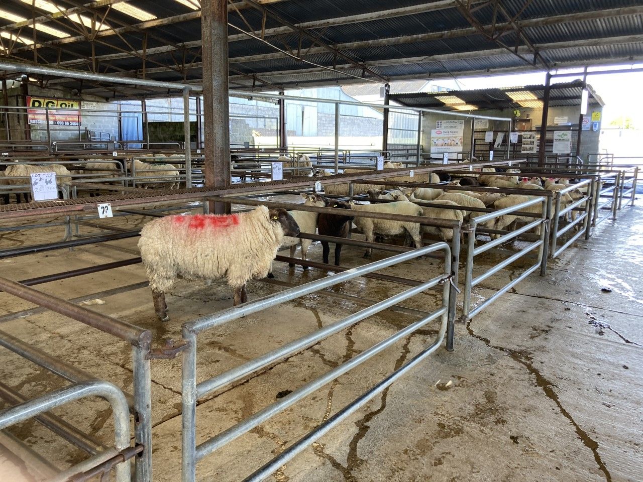 Sheep marts: Smaller numbers lead to a steady trade all round