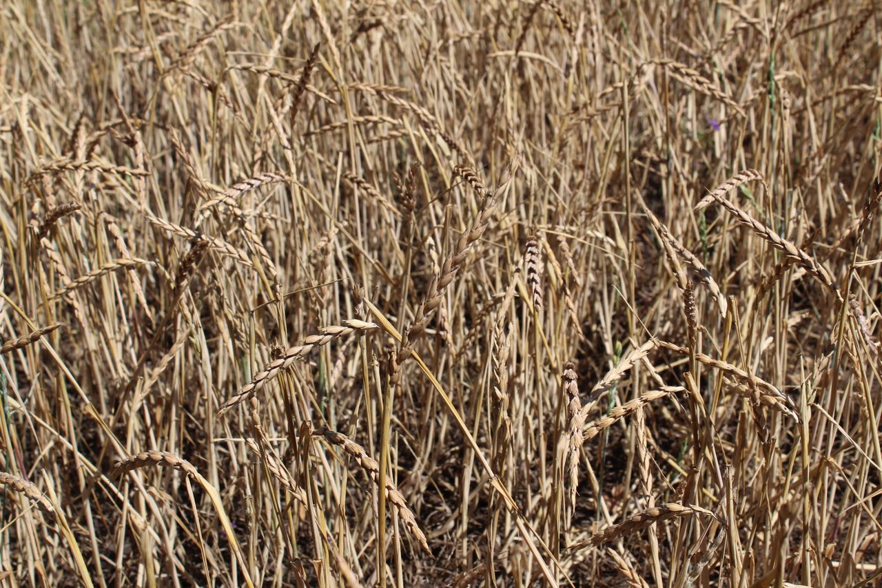 Tillage: Fancy growing a crop of spelt?