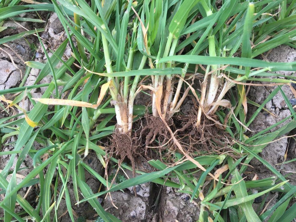 Crop walking: Liquid N and bio-stimulants...nutrition is key